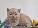 Tobi - British Shorthair Cat For Sale - Hollywood&comma; FL&comma; US