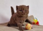 Whisper - British Shorthair Cat For Sale - Miami&comma; FL&comma; US