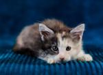 Barbie - Maine Coon Cat For Sale - Miami&comma; FL&comma; US