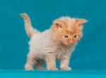 Edward - Maine Coon Cat For Sale - Miami&comma; FL&comma; US
