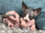 Dacmiya - Bambino Cat For Sale - Miami&comma; FL&comma; US