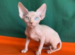 Almaz - Sphynx Cat For Sale - Pembroke Pines&comma; FL&comma; US