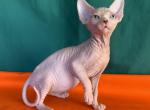 Amylet - Sphynx Cat For Sale - Pembroke Pines&comma; FL&comma; US