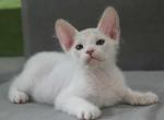 Vinny - Donskoy Cat For Sale - Pembroke Pines&comma; FL&comma; US