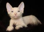 Vicki - Donskoy Cat For Sale - Pembroke Pines&comma; FL&comma; US