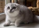 Paradise - Munchkin Cat For Sale - Pembroke Pines&comma; FL&comma; US