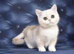 Bella - Munchkin Cat For Sale - Pembroke Pines&comma; FL&comma; US