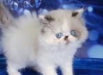 Zephyr - Persian Cat For Sale - Hollywood&comma; FL&comma; US