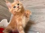 Olmaz - Maine Coon Cat For Sale - Miami&comma; FL&comma; US