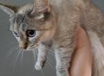 Barbara - Munchkin Cat For Sale/Retired Breeding - Sacramento&comma; CA&comma; US