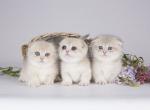 Tiny munchkin fold blue golden short legs - Munchkin Cat For Sale - TX&comma; US