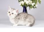 Pelley munchkin standard silver tabby short leg - Munchkin Cat For Sale - TX&comma; US