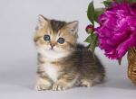 Mashka munchkin standard golden ticked short leg - Munchkin Cat For Sale - TX&comma; US