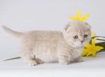 Lanin tiny munchkin kilt fold lilac short legs - Munchkin Cat For Sale - TX&comma; US
