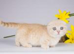 Labash cream tiny munchkin kilt fold short legs - Munchkin Cat For Sale - TX&comma; US