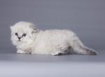 Tiny munchkin Scottish kilt blue eyes - Munchkin Cat For Sale - TX&comma; US