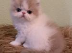 Lola litter - Persian Cat For Sale - Clewiston&comma; FL&comma; US