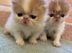 Mom calico - Persian Cat For Sale - Clewiston&comma; FL&comma; US