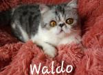 Waldo - Exotic Cat For Sale - Lemont&comma; IL&comma; US