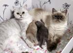 We got kittens Reservation - Scottish Fold Cat For Sale - FL&comma; US