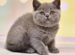 Milka - British Shorthair Cat For Sale - Los Angeles&comma; CA&comma; US