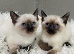 Siamese - Siamese Kitten For Sale - 