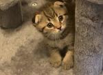 Like - Scottish Fold Cat For Sale - Philadelphia&comma; PA&comma; US