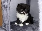 Black Diamond Beautiful Persians TBB - Persian Kitten For Sale - 