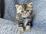 Oreck - Exotic Cat For Sale - Bois D Arc&comma; MO&comma; US