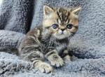 Titan - Exotic Cat For Sale - Bois D Arc&comma; MO&comma; US