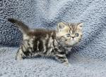 Riccar - Exotic Cat For Sale - Bois D Arc&comma; MO&comma; US