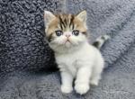 Kirby - Exotic Cat For Sale - Bois D Arc&comma; MO&comma; US