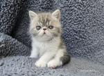 Mylo - Exotic Cat For Sale - Bois D Arc&comma; MO&comma; US