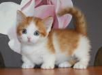 Galaxy - Minskin Cat For Sale - Norwalk&comma; CT&comma; US