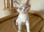 Blue Rose - Devon Rex Cat For Sale - Norwalk&comma; CT&comma; US