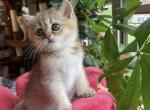 Sunny - British Shorthair Cat For Sale - Brooklyn&comma; NY&comma; US