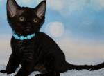 Heidi - Devon Rex Cat For Sale - Norwalk&comma; CT&comma; US