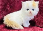 Tito - Persian Cat For Sale - Callahan&comma; FL&comma; US