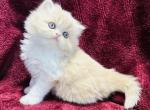 Rylie - Persian Cat For Sale - Callahan&comma; FL&comma; US