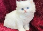 Everest - Persian Cat For Sale - Callahan&comma; FL&comma; US