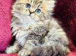Jasmine - Persian Cat For Sale - Callahan&comma; FL&comma; US