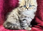 Chester - Persian Cat For Sale - Callahan&comma; FL&comma; US