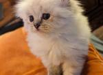 Precious Blue Point Registered - Himalayan Cat For Sale - Perry&comma; FL&comma; US