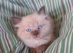 Cassie - Domestic Cat For Sale - Tower City&comma; PA&comma; US