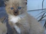 Tassie - Domestic Cat For Sale - Tower City&comma; PA&comma; US