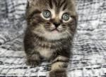 Minnie - Minuet Cat For Sale - West Branch&comma; MI&comma; US