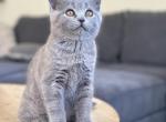 Tom - British Shorthair Cat For Sale - Woodland Park&comma; CO&comma; US