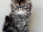 Bella - Persian Cat For Sale - Vancouver&comma; WA&comma; US