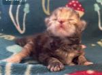 Lainey - Siberian Cat For Sale - Clintwood&comma; VA&comma; US