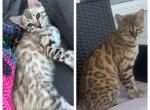 Biscotti aka Apollo - Bengal Cat For Sale - Oklahoma City&comma; OK&comma; US